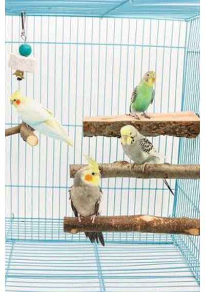 4 Paket Doğal Ahşap Kuş Levrek, Papağan Standı Levrek Platformu