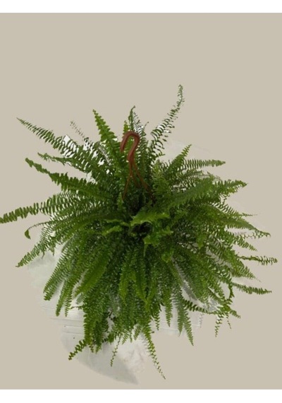 Aşk Merdiveni Askılı Nephrolepis 30-40 Cm
