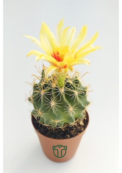 Thelocactus İdeas Çiçek Açan Kaktüs 5.5 Cm Saksıda