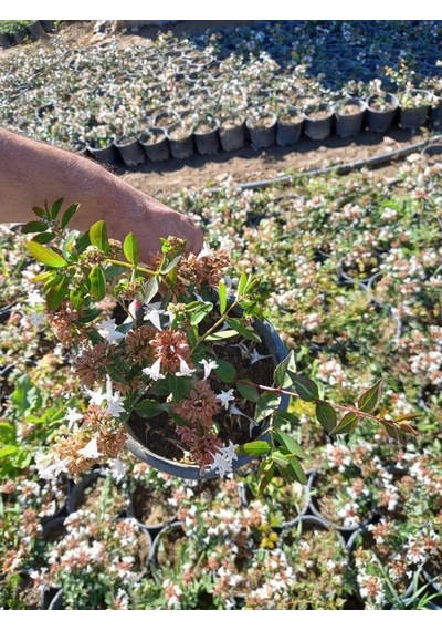 Abelya Çeçeği güzellik Çalısı 30-40 Cm Abelia Chinensis