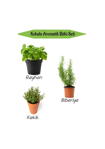 Aromatik Kokulu Mutfak Seti Reyhan+biberiye Fidanı+kekik Fidesi 3 Adet