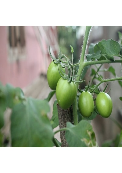 Green Rahibe Domates Tohumu 15 Tohum