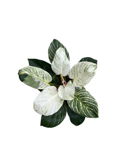 Philodendron 'Birkin' Ø17 CM Y30-35 CM