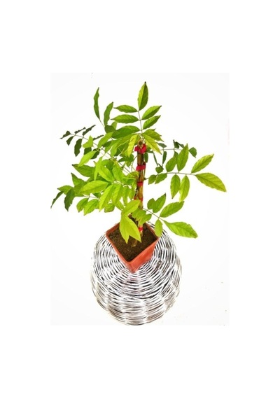 Mor Salkım Çiçeği Sarmaşık Wisteria Sinensis 40-50 Cm Bitki Toprağı Torf