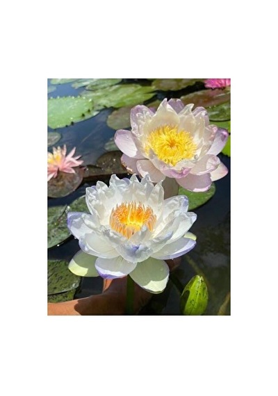 15 Adet Lotus Çiçeği Tohumu Nilüfer Çiçeği Karışık Renkli Orjinal Lotus Su Ve Toprakta Yetişir