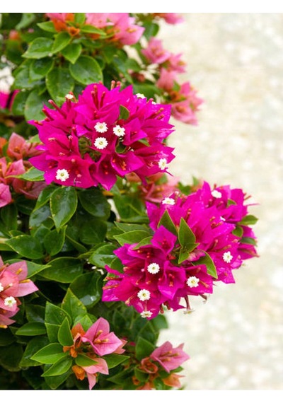 Pembe Bodur Begonvil Gelin Duvağı Çiçeği Fidanı 1 Adet Saksılı 50-70 Cm Bougainvillea