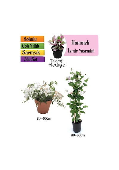 Kokulu İzmir Yasemini+kokulu Hanıme Çiçeği+telgraf Çiçeği 3'lü Peyzaj Seti