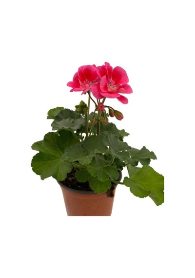 Ebruli Sardunya Çiçeği Fidesi 10-20 Cm