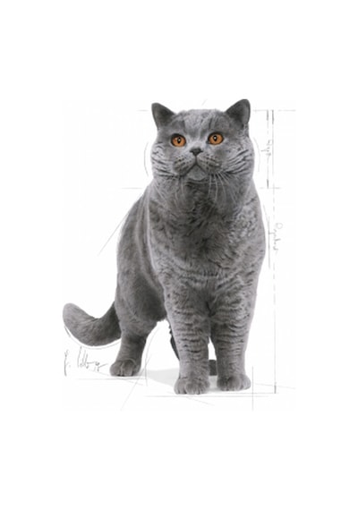 British Shorthair Yetişkin Kedi Maması 2 Kg 2 Adet Pouch Hediyeli