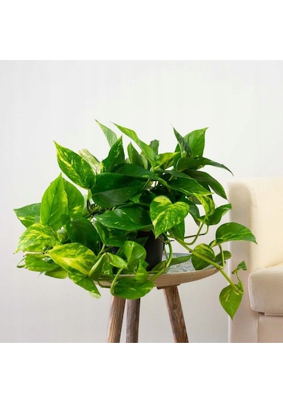 Salon Sarmaşığı Pothos -  Ev Ofis Bitkisi