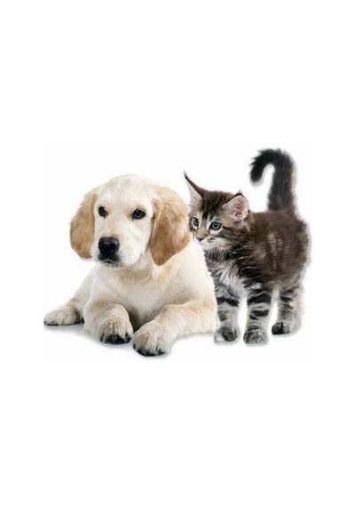 Kedi Köpek Tarağı Tüy Alıcı Toplayıcı Tarak Seti