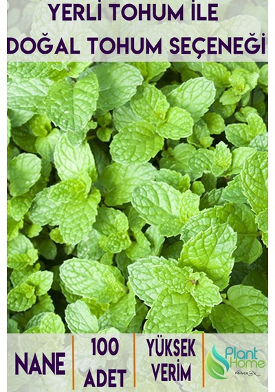 Nane Yetiştirme Seti Nane Tohumu + Cocopeat & Perlit Katkılı Fide Toprağı + 3 Lü Drenajlı Saksı