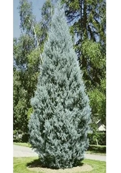 Videolu Mavi 1 Adet Servi Çamı Fidanı 30-70cm Saksılı\tüplü Cedar Pine Tree Sapling