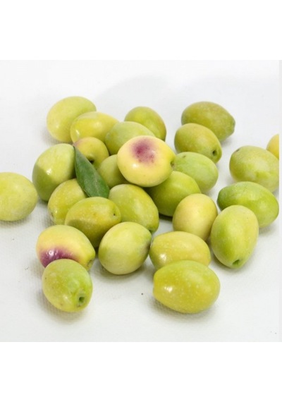 Tüplü Sofralık Ayvalık Edremit Zeytin Fidanı