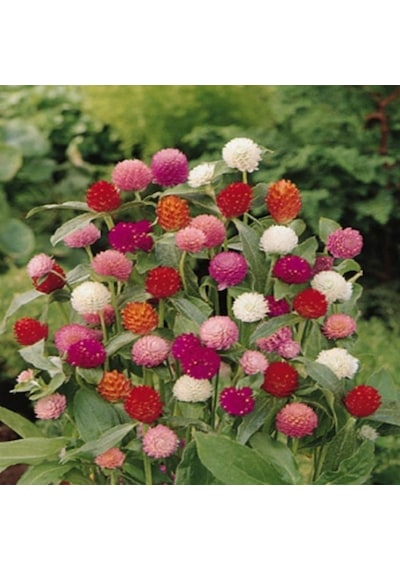 Gomphrena Globosa Somon Medine Çiçeği Tohumu 50 Tohum