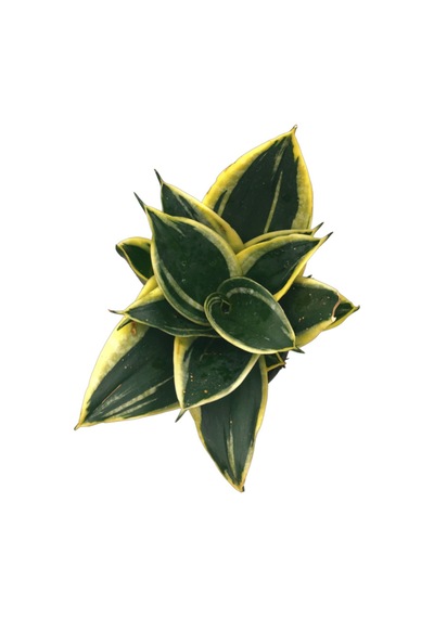 Sansevieria 'yellow Stripe' Paşa Kılıcı Ø10,5 Cm H15-20 Cm