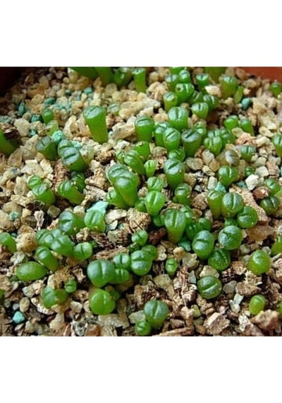 10 Adet Living Stone Succulent Tohumu