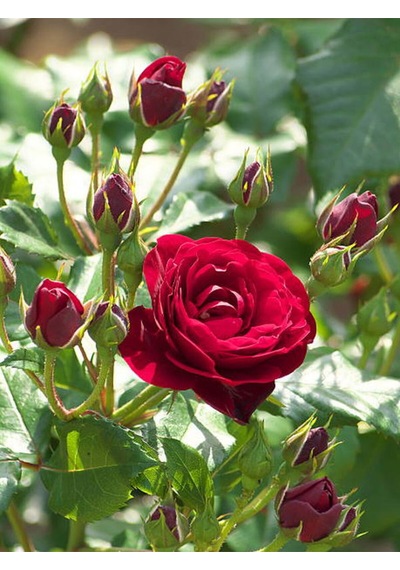 Videolu Yediveren Kokulu Bordo Renk 30 60 Cm 2 Adet Saksılı Aşılı Gül Burgundy Rose