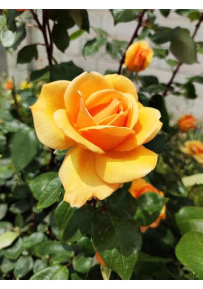 Videolu Sarı Renkli 1 Adet Bulgar Gülü Çiçeği Fidanı 30-60cm Saksılı Bulgarian Rose Sapling