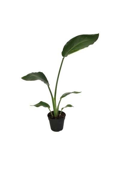 Strelitzia Nicolai - Ev Ve Ofis Bitkisi N11.717