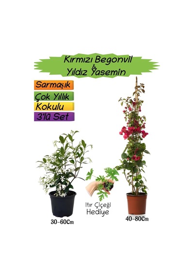 Kırmızı Renk Begonvil+kokulu Yıldız Yasemin+ıtır Çiçeği 3'lü Peyzaj Seti