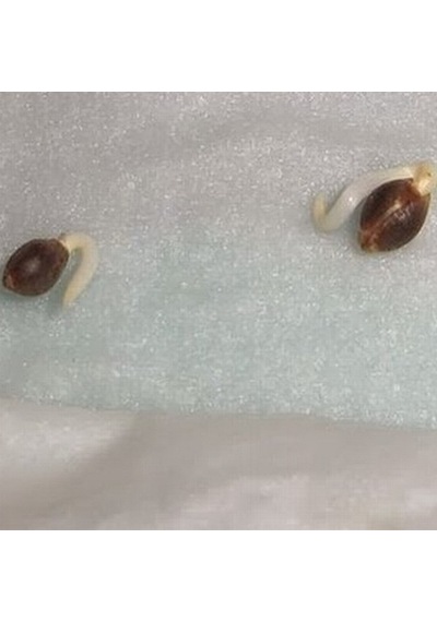 10 Adet Turuncu Gazanya Çiçeği Tohumu + 10 Adet Gül Tohumu N117341