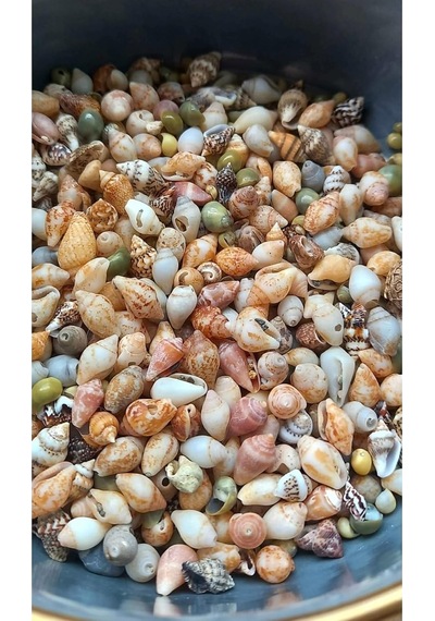 Flea Market 500 Adet Natural Minik Akvaryum Deniz Kabuğu Nassa Shell Karışık Minyatür Deniz Kab