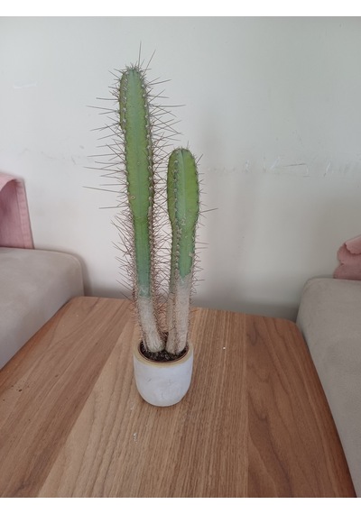 Taş Saksıda Kaktüs 6x25 Ölçü