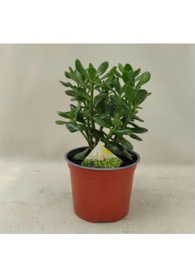 Para Ağacı Para Çiçeği Bereket Ağacı Fidanı Crassula Ovata 10-20 Cm