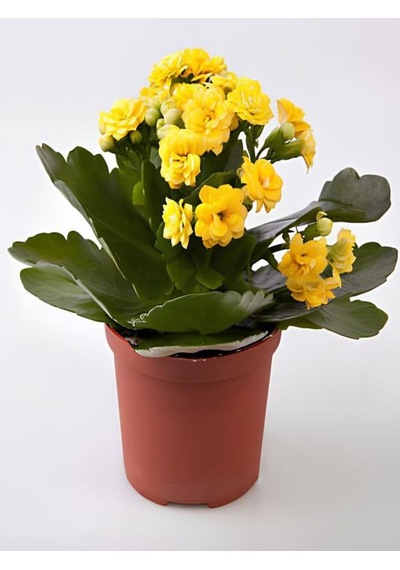 Sarı Kalanşo Emel Hanım Çiçeği 1 Adet Saksıda 15-25cm Çiçekli Bodur Bitki Kalanchoe