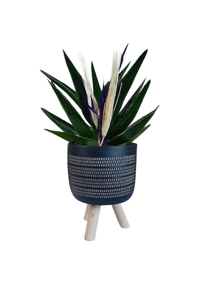 Sukulent Aloe Brevifolia Ayaklı Saksıda Siyah