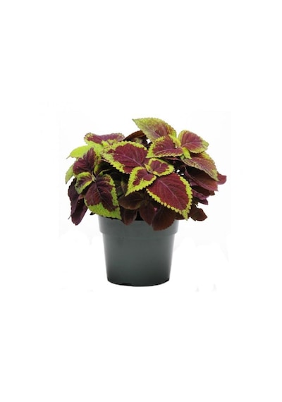 Serada Decor & Plant Yaprak Güzeli Kolyos Çiçeği Canlı