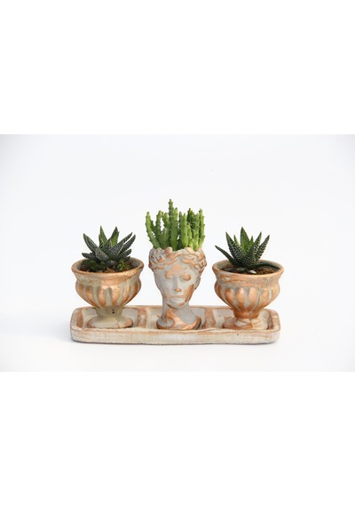 Trio Helen Orange Sukulent Seti - Haworthia Pumila. Huernia
