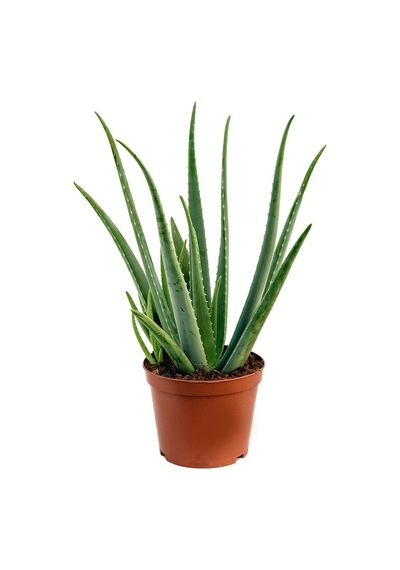 Aloe Vera Bitkisi 3lü N11.3579