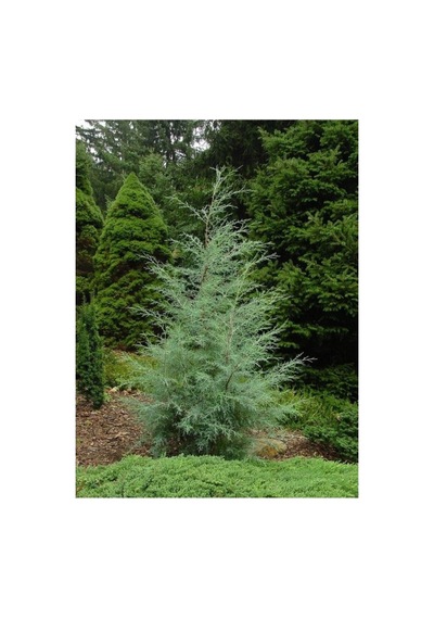 Mavi Servi Fidanı Picea Pungens 10-20 Cm