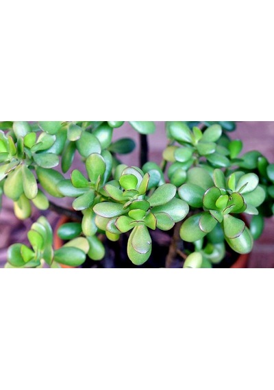 Ovata Yeşim Para Çiçeği Fidanı 10-20 Cm