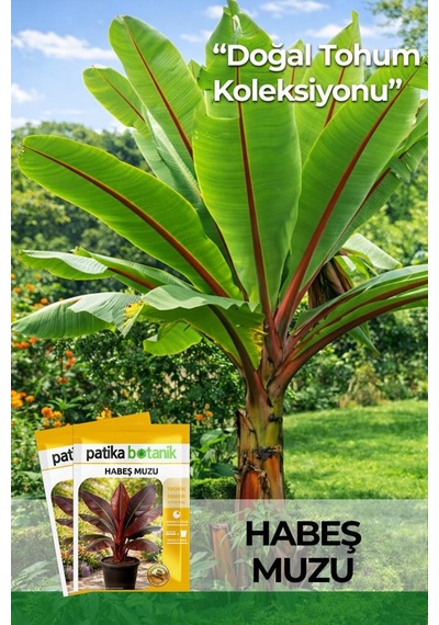5 Adet Habeş Muzu Çiçek Tohumu (Ensete Ventricosa)