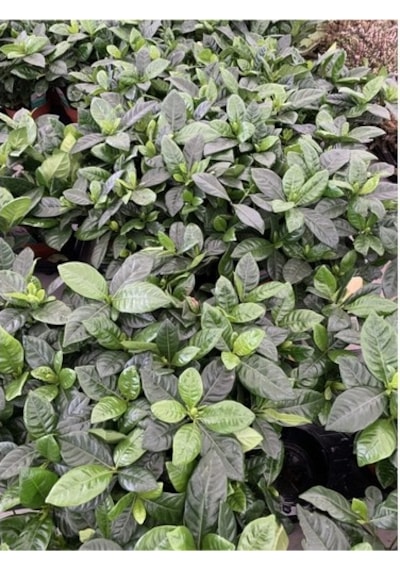 Gardenya Çiçeği Bol Kokulu 10-20 Cm