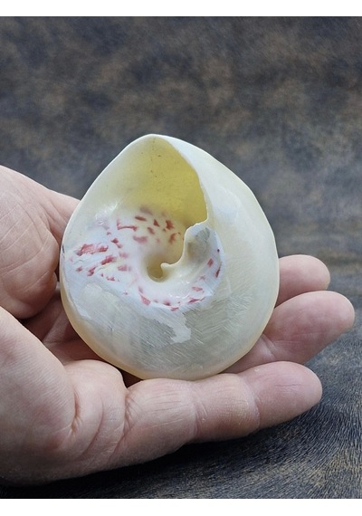 Spiral Silver Shell Deniz Kabuğu 33-ss