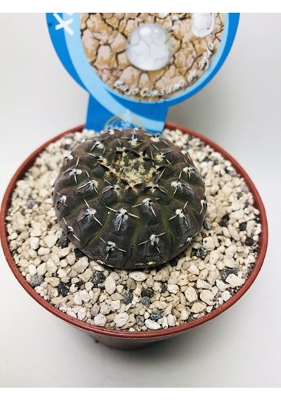 Gymnocalcycium Stellatum Özel Tür Kaktüs