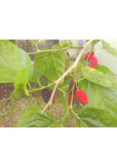 Karadut Marmeladı 400g