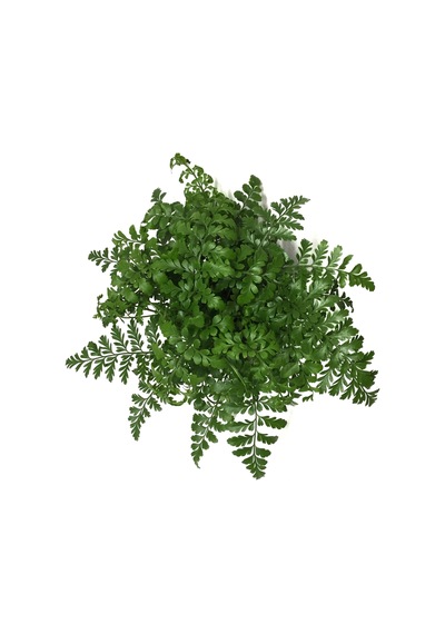 Asplenium Parvati Ø12 CM Y25-30 CM