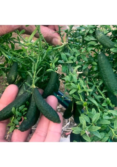 Nadir Ithal Parmak Limon Tohumu Ekim Seti 3 Tohum Saksı Toprak Kombin