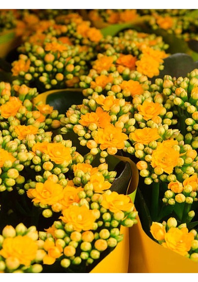 Sarı Kalanşo Emel Hanım Çiçeği 1 Adet Saksıda 15-25cm Çiçekli Bodur Bitki Kalanchoe