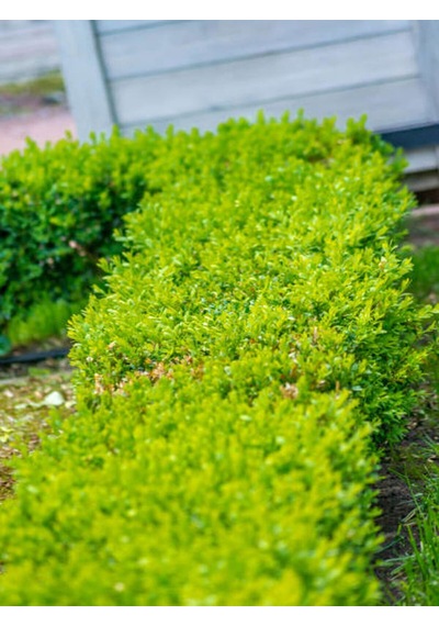 Videolu Bol Yapraklı 3 Adet Şimşir Fidanı Saksılı 30-50cm Boxwood Sapling