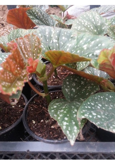 Serada Decor Plant Çilli Begonya 8.5 Saksıda Begonia Corollina Mini Boy Bol Dallı İç Mekan Bitkisi