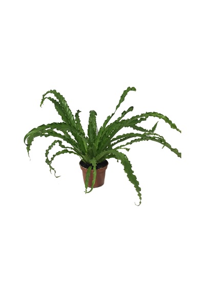 Asplenium Antiquum 'Osaka' (Eğrelti Otu) Ø12 CM Y25-30 CM