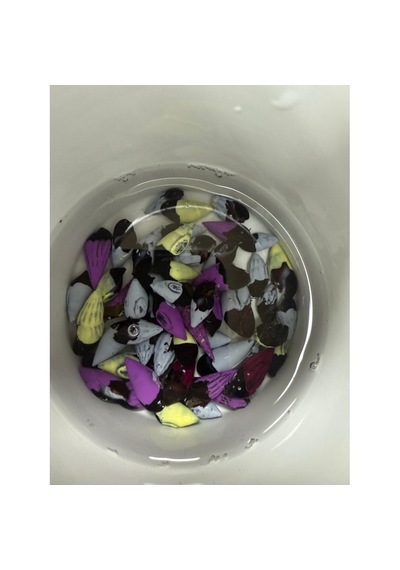 Transgenik Renkli Bonibon Salyangoz 5 Adet 1-2 Cm Yosun Yiyici