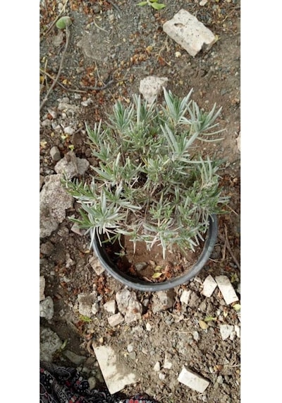Lavanta Fidanı Saksıda Lavanta Fidesi