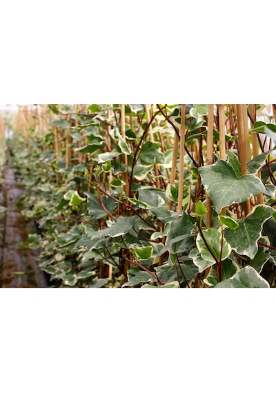 Hedera Sarmaşık 5 Adet - 1.5 Metre Sarılıcı Bitki N11.22977